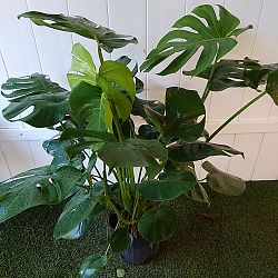 Monstera deliciosa Monstera deliciosa