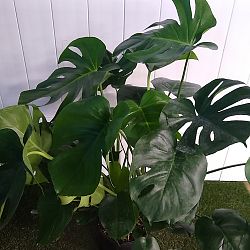 Monstera deliciosa Monstera deliciosa