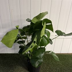 Monstera deliciosa Monstera deliciosa
