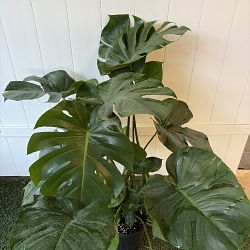 Monstera deliciosa Monstera deliciosa