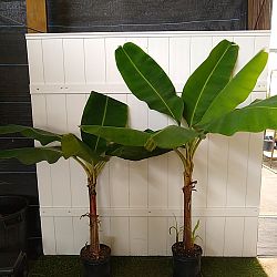 Dwarf Cavendish Banana Dwarf Cavendish Banana