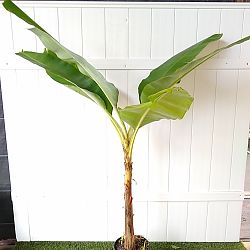 Dwarf Cavendish Banana Dwarf Cavendish Banana