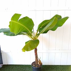 Dwarf Cavendish Banana Dwarf Cavendish Banana