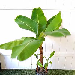 Dwarf Cavendish Banana Dwarf Cavendish Banana