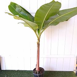 Dwarf Cavendish Banana Dwarf Cavendish Banana