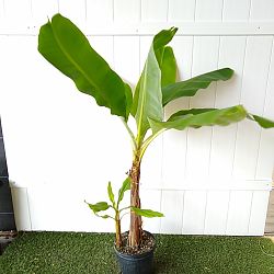 Dwarf Cavendish Banana Dwarf Cavendish Banana