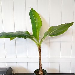 Super Dwarf Cavendish Banana | PlantVine