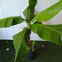 Super Dwarf Cavendish Banana Super Dwarf Cavendish Banana