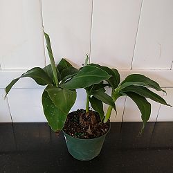 Super Dwarf Cavendish Banana Super Dwarf Cavendish Banana