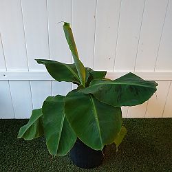 Super Dwarf Cavendish Banana Super Dwarf Cavendish Banana