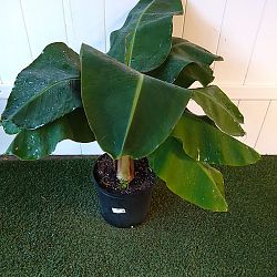 Super Dwarf Cavendish Banana Super Dwarf Cavendish Banana