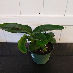 Super Dwarf Cavendish Banana Super Dwarf Cavendish Banana