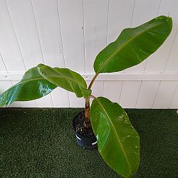 Super Dwarf Cavendish Banana Super Dwarf Cavendish Banana