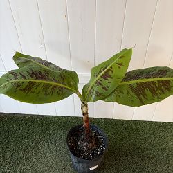 Super Dwarf Cavendish Banana Super Dwarf Cavendish Banana