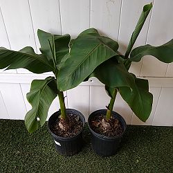 Basjoo Banana Tree Basjoo Banana Tree