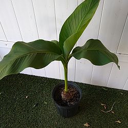 Basjoo Banana Tree Basjoo Banana Tree