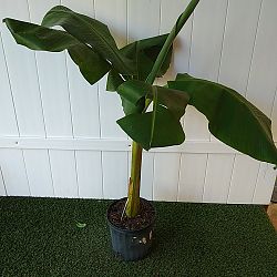 Basjoo Banana Tree Basjoo Banana Tree