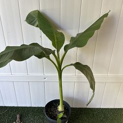 Basjoo Banana Tree Basjoo Banana Tree