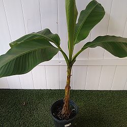 Basjoo Banana Tree Basjoo Banana Tree