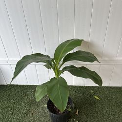 Basjoo Banana Tree Basjoo Banana Tree
