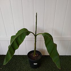 Basjoo Banana Tree Basjoo Banana Tree