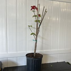 Ashanti Mussaenda - Red Ashanti Mussaenda - Red