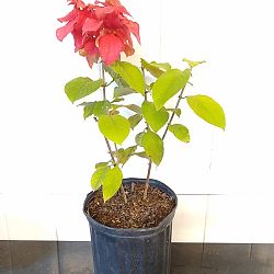 Ashanti Mussaenda - Red Ashanti Mussaenda - Red