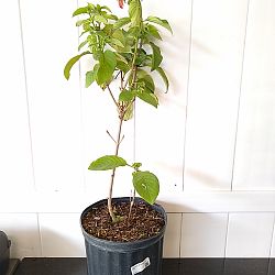 Ashanti Mussaenda - Red Ashanti Mussaenda - Red