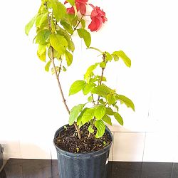 Ashanti Mussaenda - Red Ashanti Mussaenda - Red