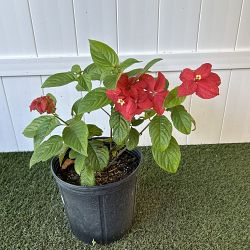 Ashanti Mussaenda - Red Ashanti Mussaenda - Red