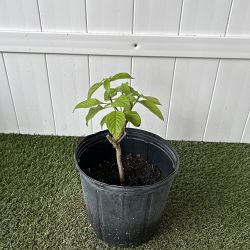 Ashanti Mussaenda - Red Ashanti Mussaenda - Red