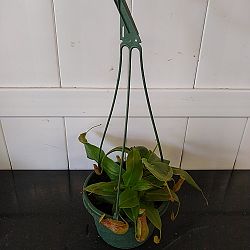 Tropical Pitcher Plant Tropical Pitcher Plant