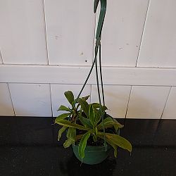 Tropical Pitcher Plant Tropical Pitcher Plant