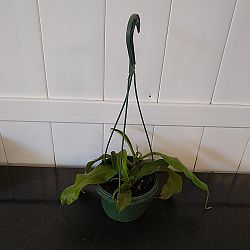 Tropical Pitcher Plant Tropical Pitcher Plant