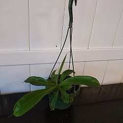 Tropical Pitcher Plant Tropical Pitcher Plant