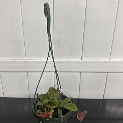 Tropical Pitcher Plant Tropical Pitcher Plant