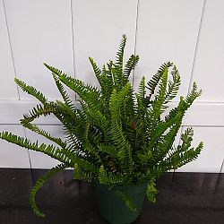 Kimberly Queen Fern Kimberly Queen Fern