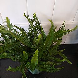 Kimberly Queen Fern Kimberly Queen Fern