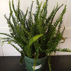 Kimberly Queen Fern Kimberly Queen Fern