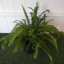 Kimberly Queen Fern Kimberly Queen Fern