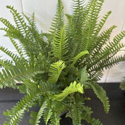 Kimberly Queen Fern Kimberly Queen Fern