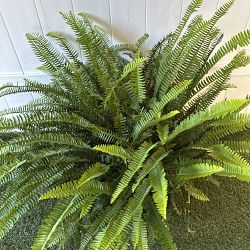Kimberly Queen Fern Kimberly Queen Fern