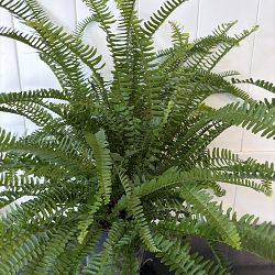 Kimberly Queen Fern Kimberly Queen Fern