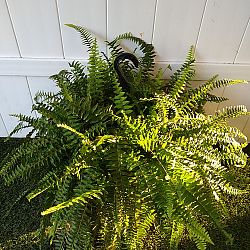 Boston Fern Boston Fern