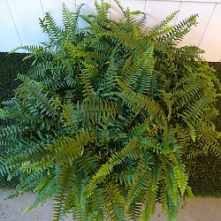 Boston Fern Boston Fern