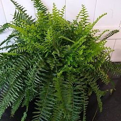 Boston Fern Boston Fern