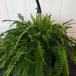 Boston Fern Boston Fern