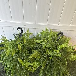 Boston Fern Boston Fern