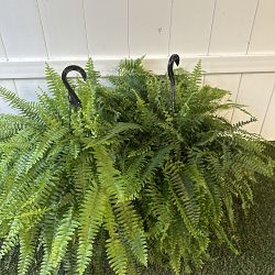 Boston Fern Boston Fern