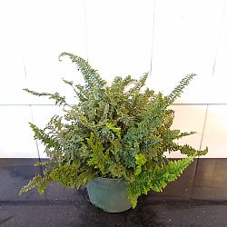 Nephrolepis exaltata ‘Fluffy Ruffles’, Fern | PlantVine